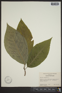 Magnolia acuminata image