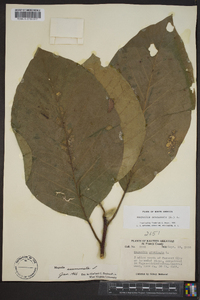 Magnolia acuminata image