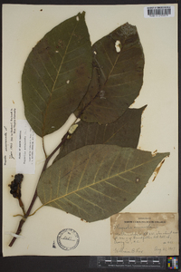 Magnolia acuminata image