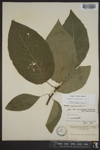 Magnolia acuminata image