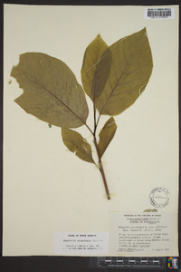 Magnolia acuminata image