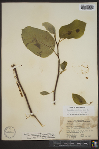 Magnolia acuminata image