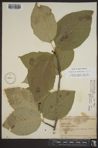 Magnolia acuminata image