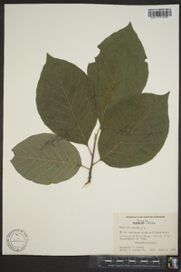 Magnolia acuminata image