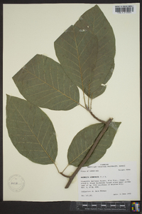 Magnolia acuminata image