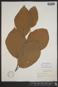 Magnolia acuminata image