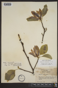 Magnolia acuminata image