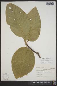 Magnolia acuminata image