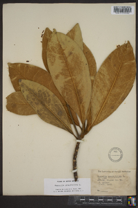 Magnolia grandiflora image