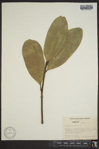 Magnolia grandiflora image