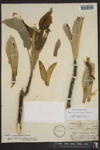 Magnolia macrophylla image