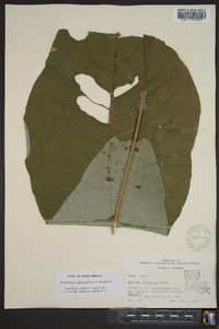 Magnolia macrophylla image