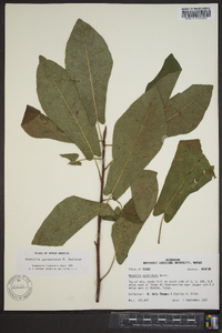 Magnolia pyramidata image