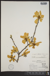 Magnolia stellata image