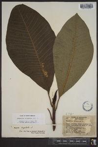 Magnolia tripetala image