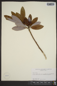 Magnolia virginiana image