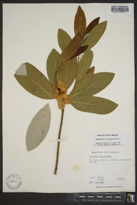 Magnolia virginiana image