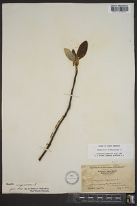 Magnolia virginiana image