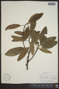 Magnolia virginiana image