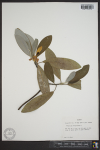 Magnolia virginiana image