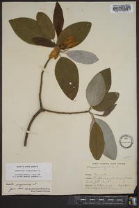 Magnolia virginiana image