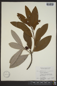 Magnolia virginiana image