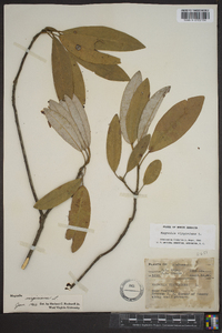 Magnolia virginiana image