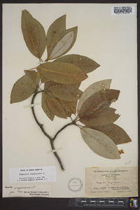 Magnolia virginiana image