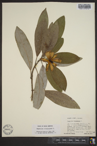 Magnolia virginiana image