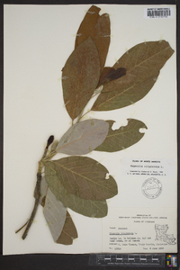 Magnolia virginiana image