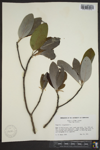 Magnolia virginiana image