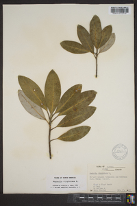 Magnolia virginiana image