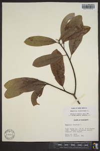 Magnolia virginiana image