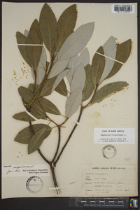 Magnolia virginiana image