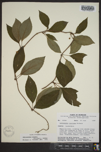 Schisandra glabra image