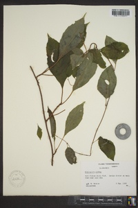 Schisandra glabra image