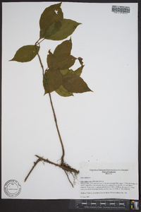 Schisandra glabra image