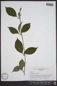 Schisandra glabra image