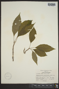 Schisandra glabra image