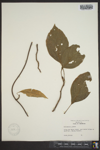 Schisandra glabra image