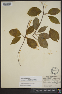 Schisandra glabra image