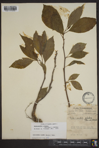 Schisandra glabra image