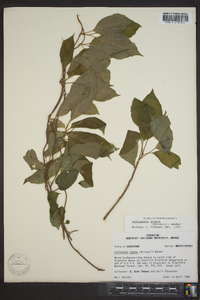 Schisandra glabra image