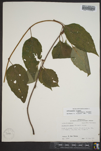 Schisandra glabra image