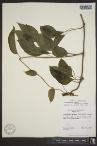 Schisandra glabra image