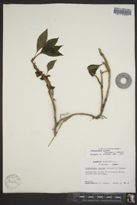 Schisandra glabra image