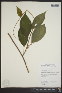 Schisandra glabra image