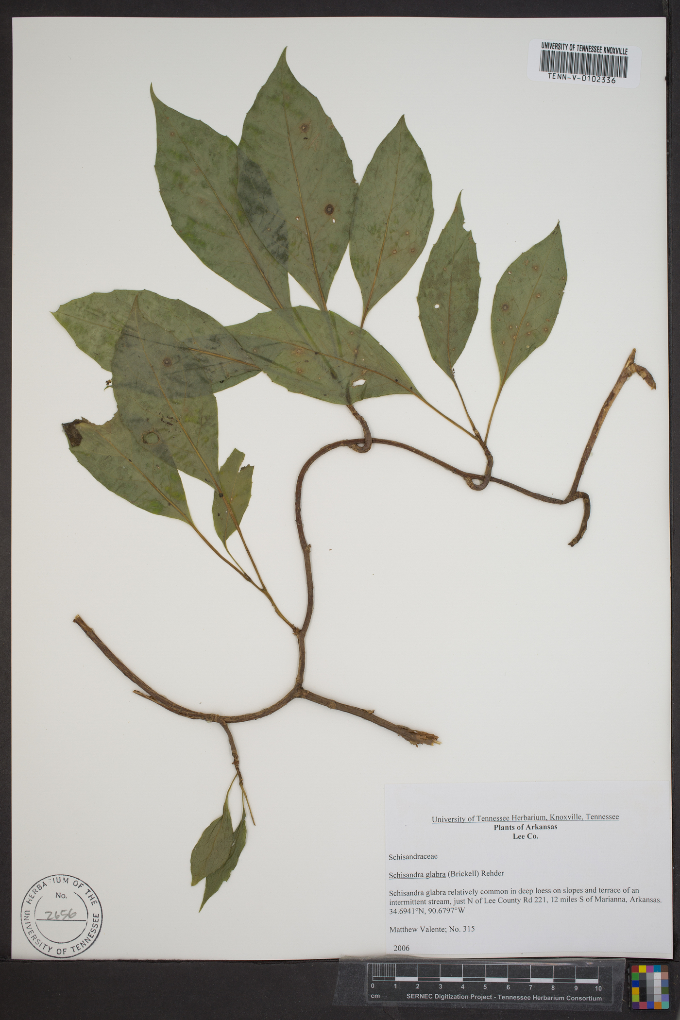 Schisandra glabra image