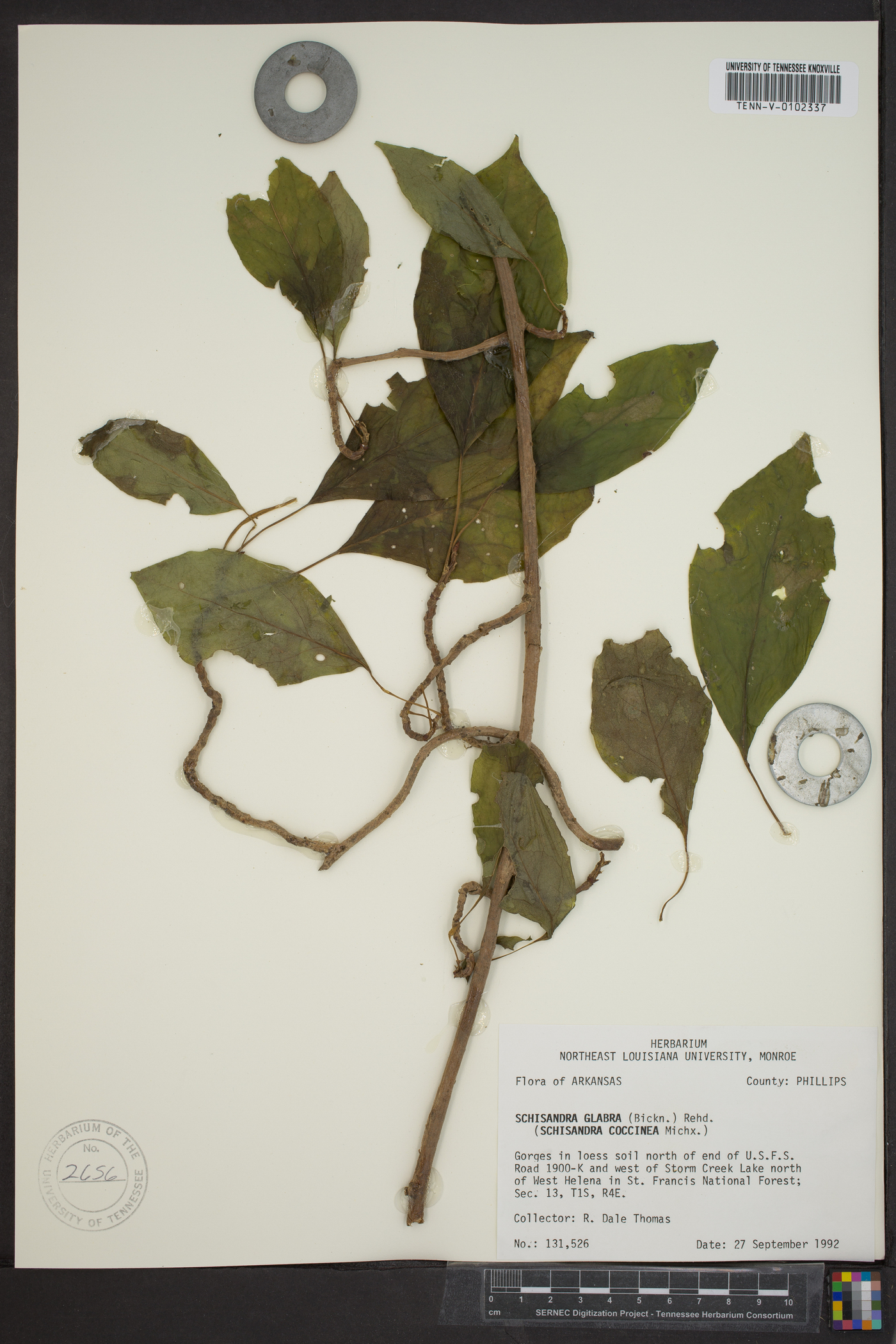 Schisandra glabra image