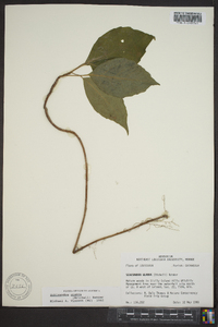 Schisandra glabra image